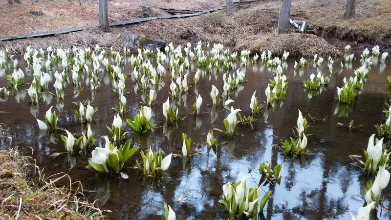 みどり湖水芭蕉まつり