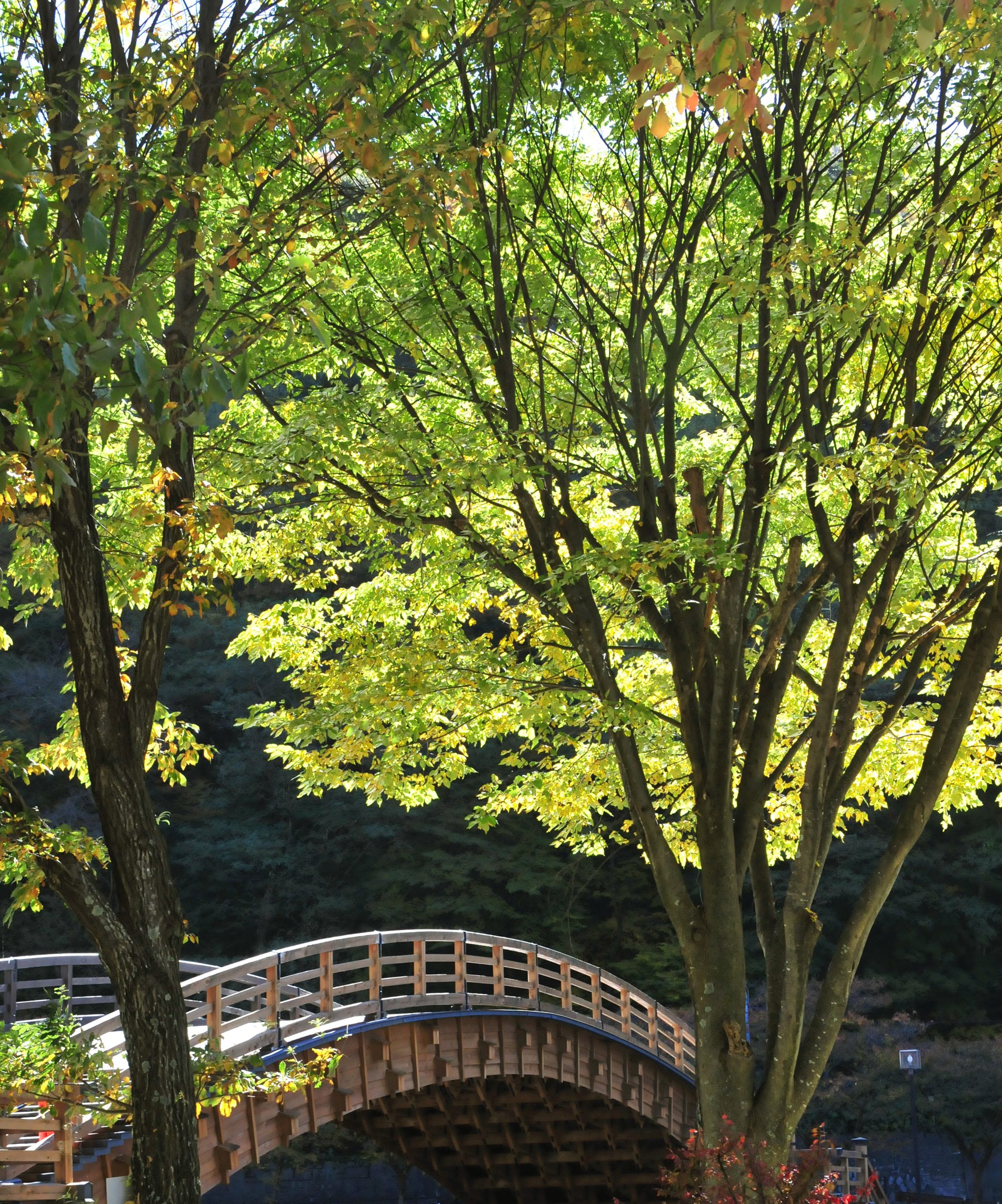 新緑の季節を迎え輝く奈良井大橋