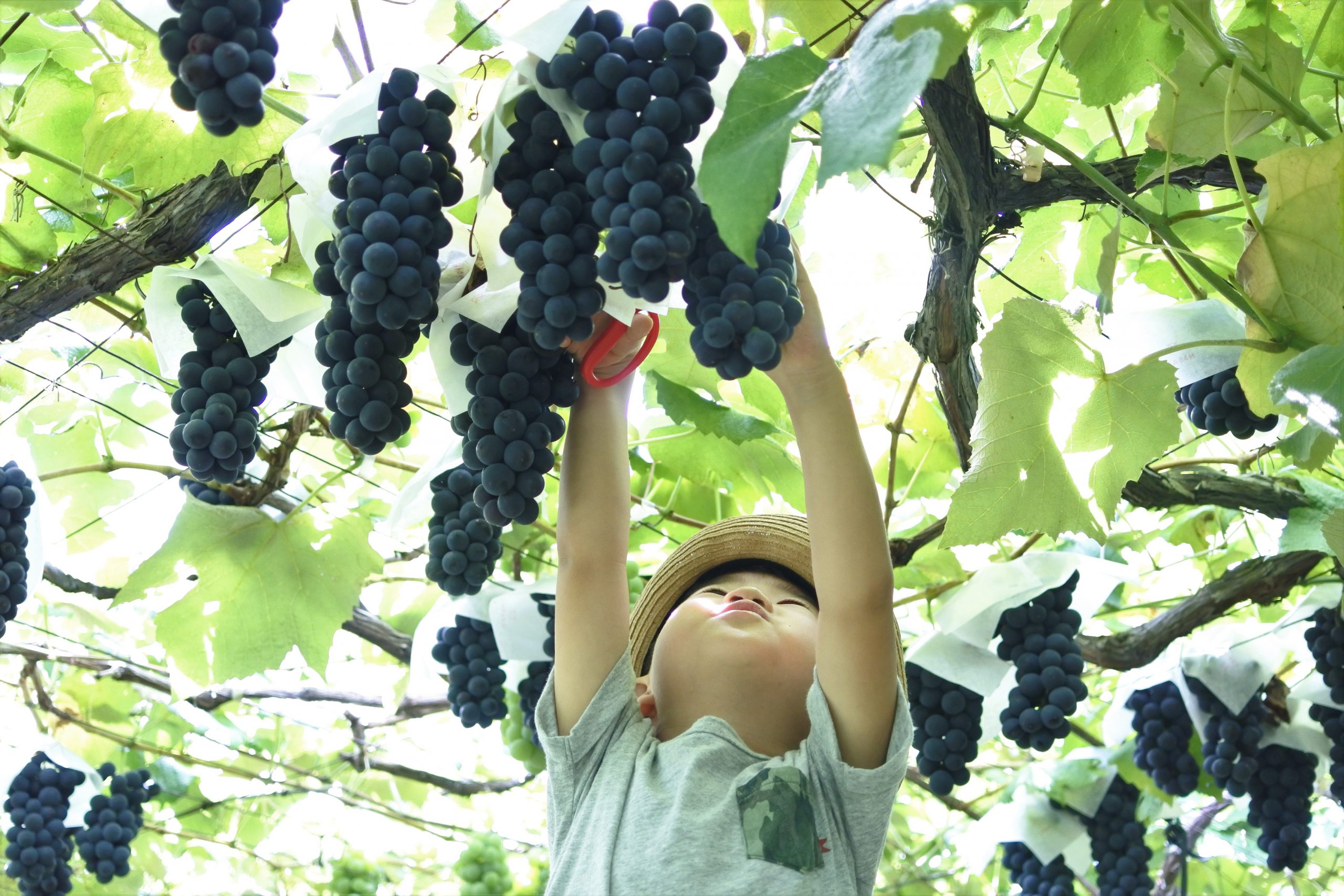 信州塩尻ぶどう狩り 塩尻市観光協会